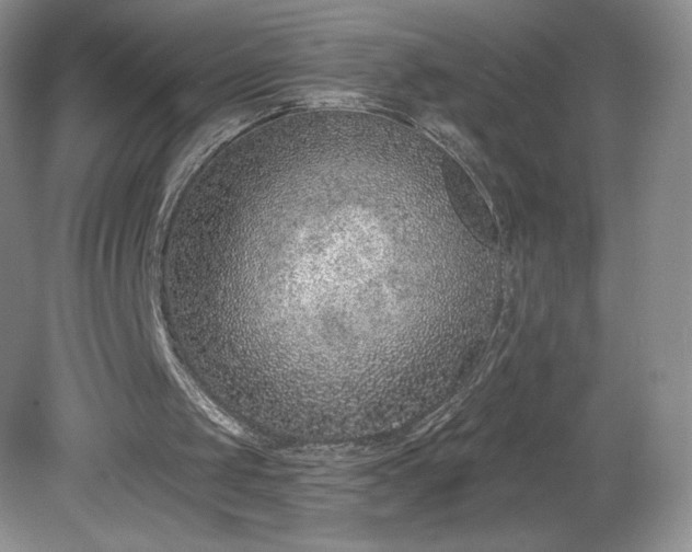 X0000081560049200701221037