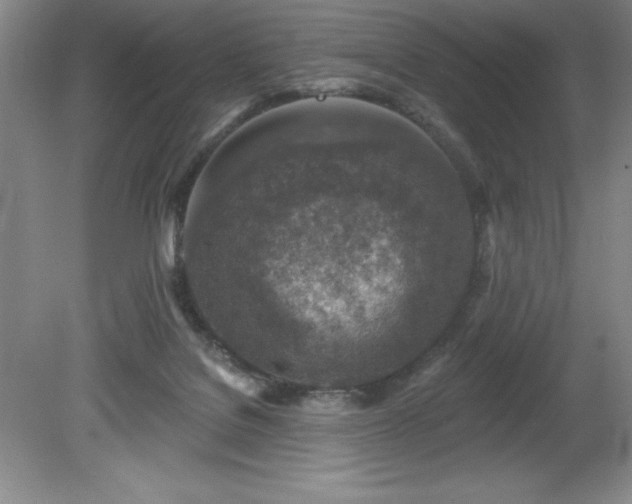 X0000081560076200701221038