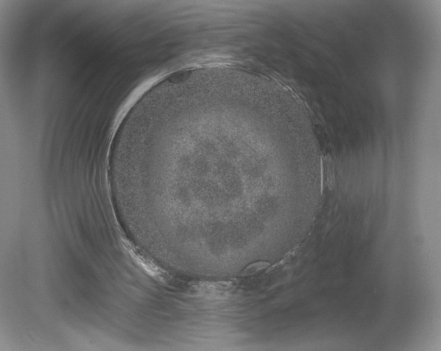 X0000081560147200701221036