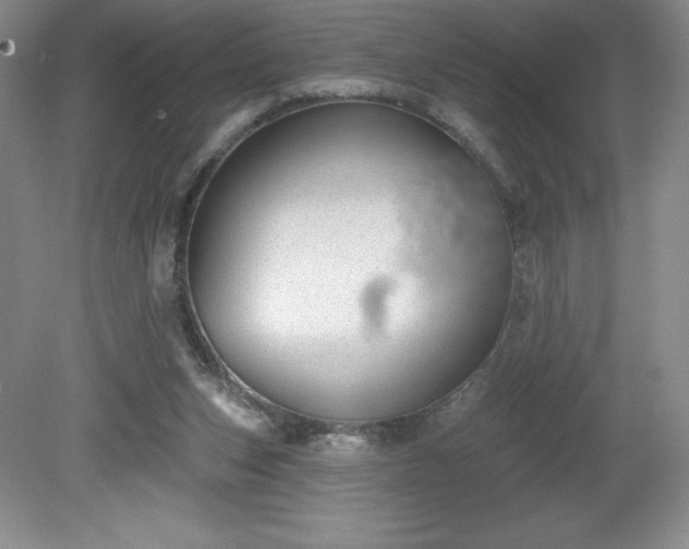 X0000081560159200701221036