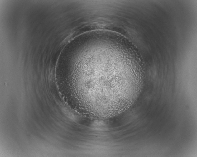 X0000081560177200701221036