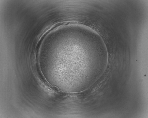 X0000081560194200701221036