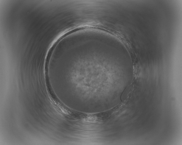 X0000081560196200701221036