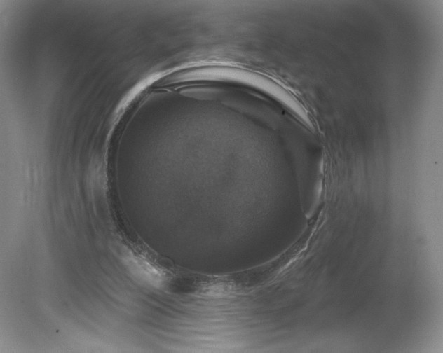 X0000081560200200701221035