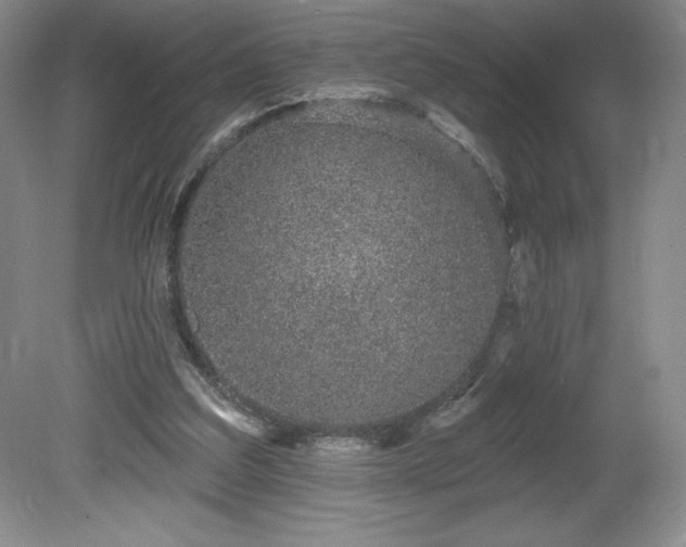 X0000081560203200701221035