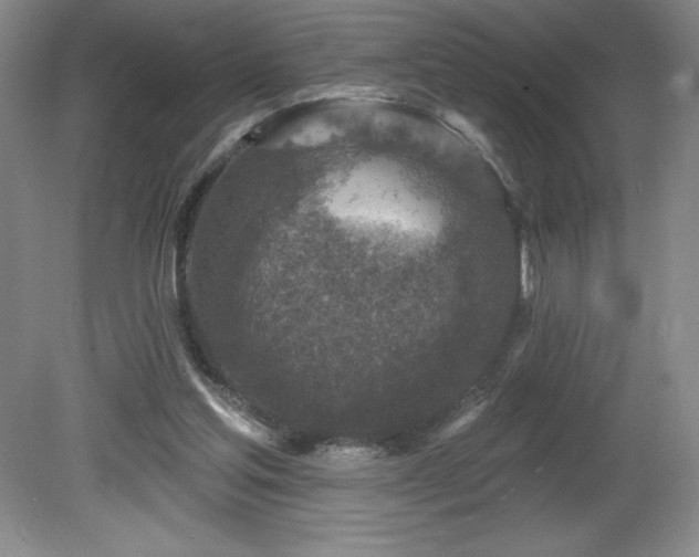 X0000081560205200701221035