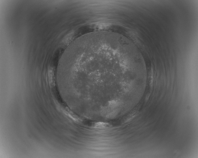 X0000081560222200701221035