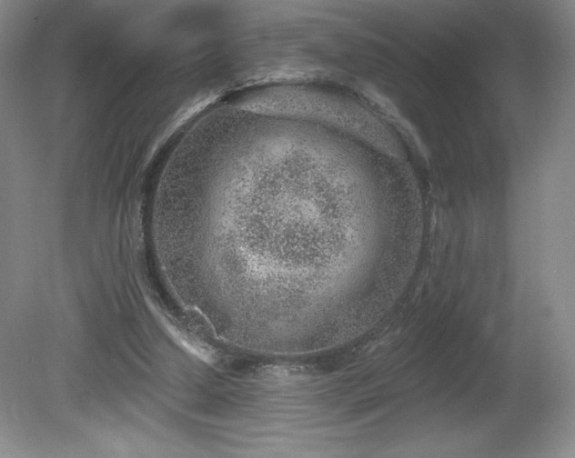 X0000081560250200701221034