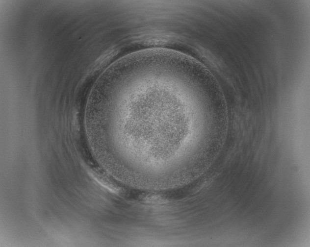 X0000081560258200701221034