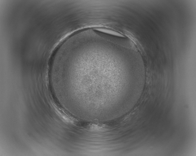 X0000081560346200701221033