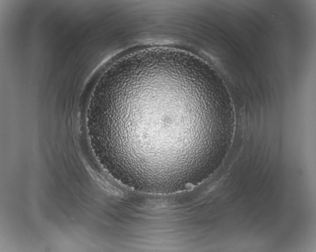 X0000081560351200701221033