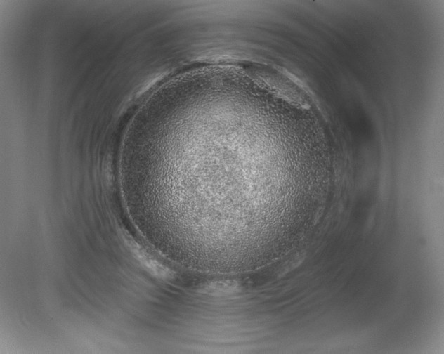 X0000081560353200701221033