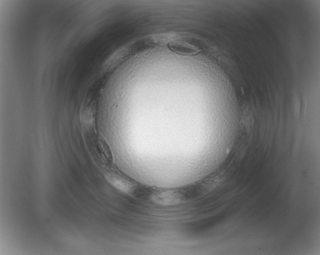 X0000081560431200701221032