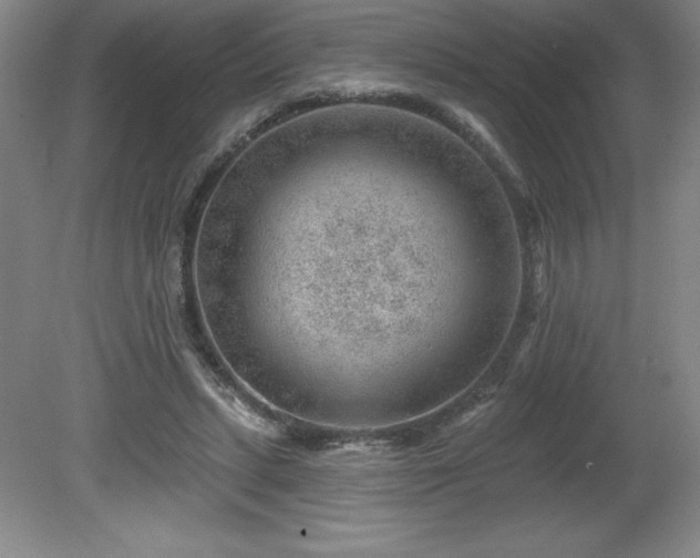 X0000081560447200701221031