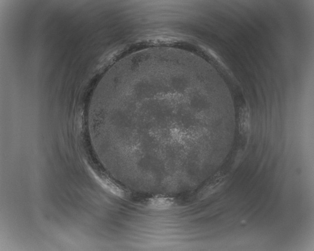 X0000081560451200701221031