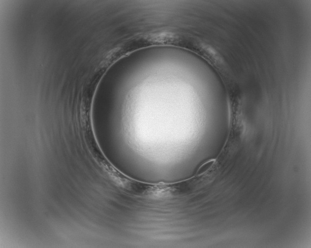 X0000081560569200701221030