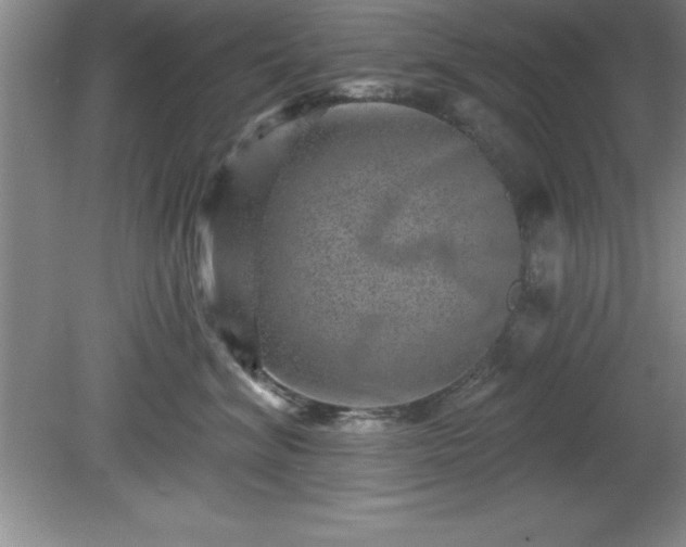 X0000081560620200701221028