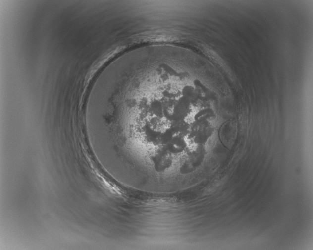 X0000081560721200701221026