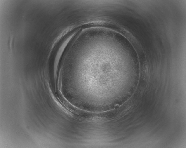 X0000081560734200701221026