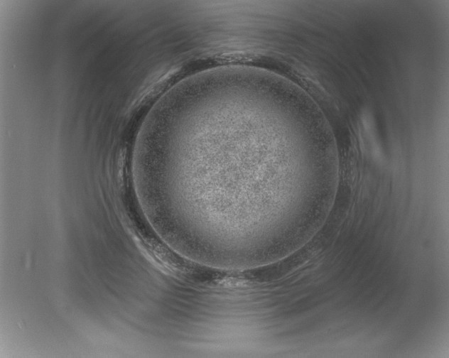 X0000081560742200701221026