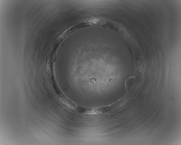 X0000081560754200701221026