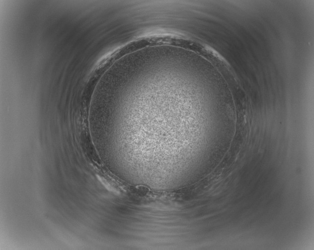 X0000081560775200701221026