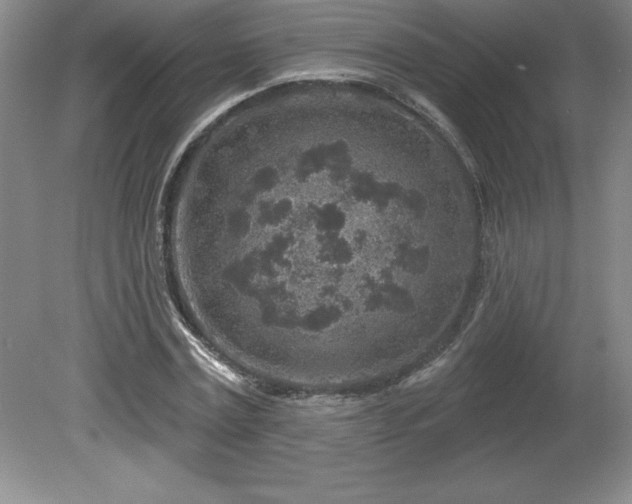 X0000081560779200701221026