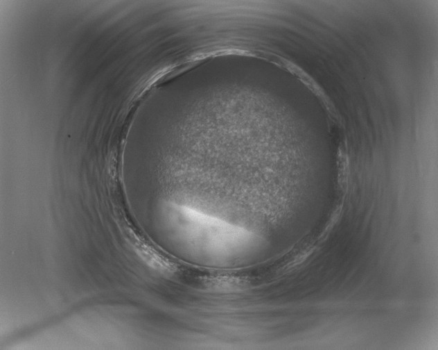 X0000081560785200701221026