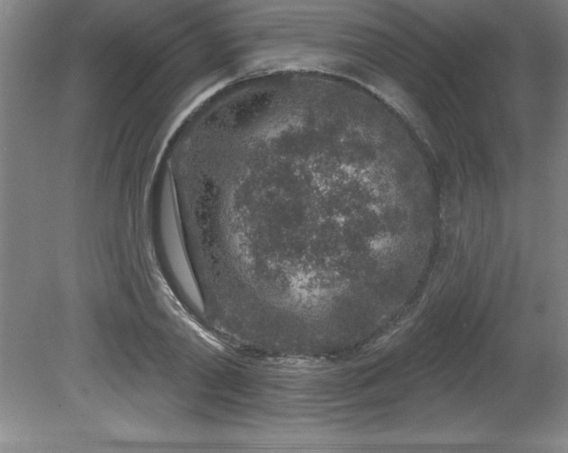 X0000081560790200701221026