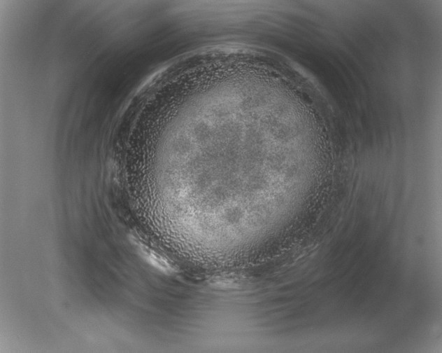 X0000081560823200701221024