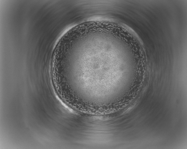 X0000081560855200701221025