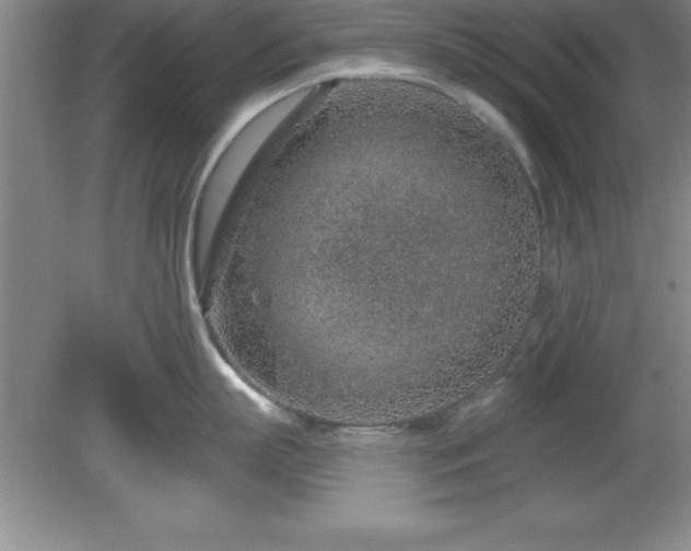 X0000081560863200701221025