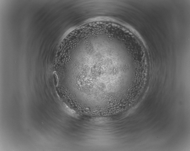 X0000081560953200701221023