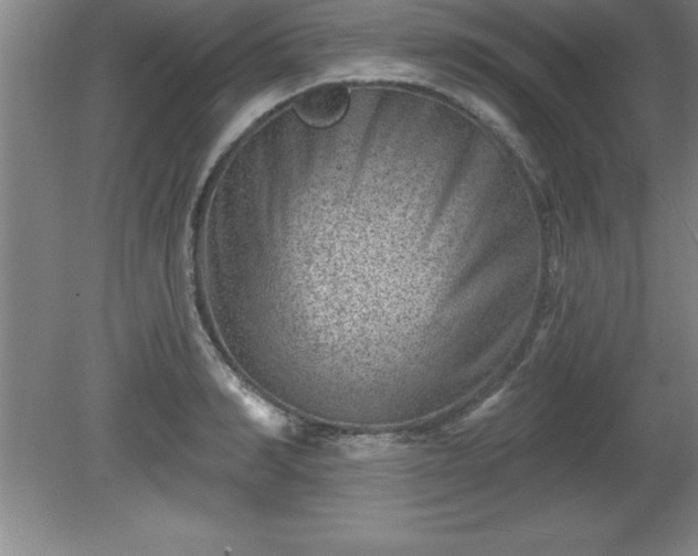 X0000081560990200701221022