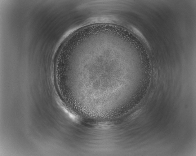 X0000081561035200701221022