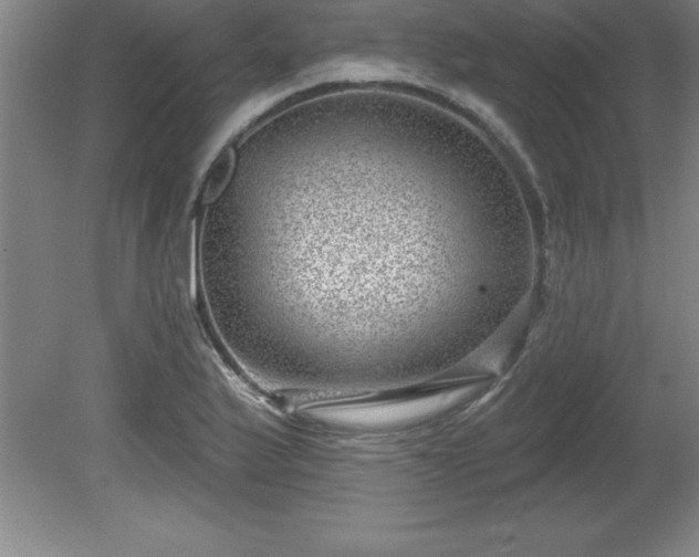 X0000081561175200701221019