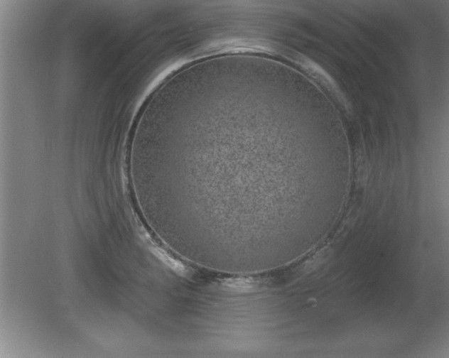 X0000081561182200701221019