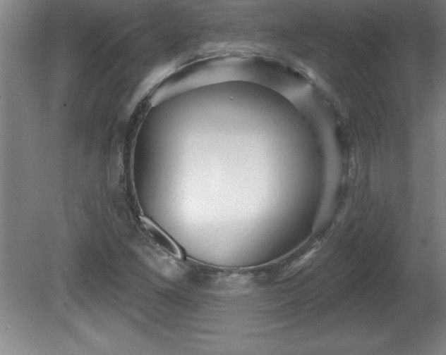 X0000081561261200701221018