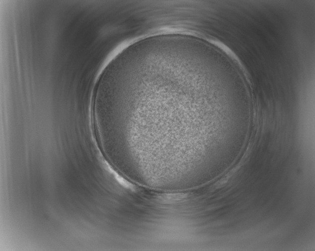 X0000081561294200701221017