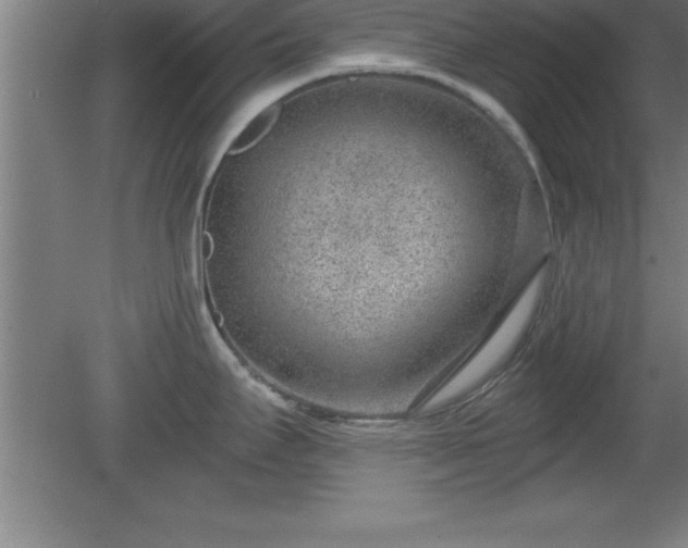 X0000081561295200701221017