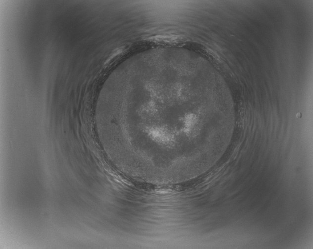 X0000081561297200701221016