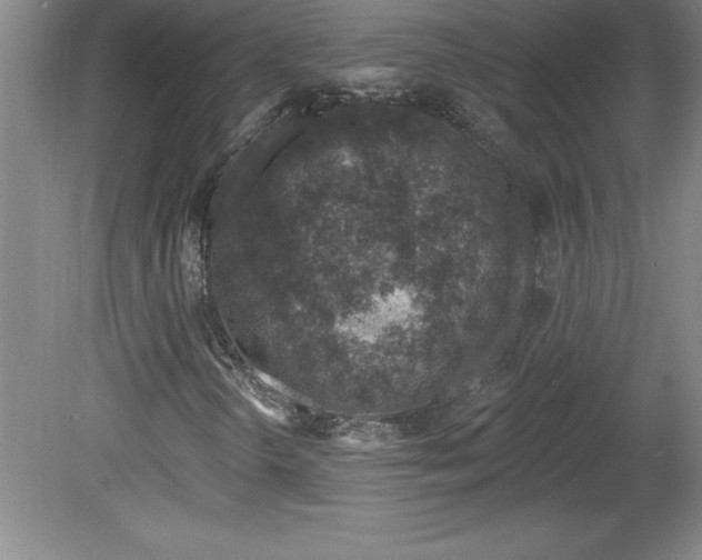 X0000081561298200701221016