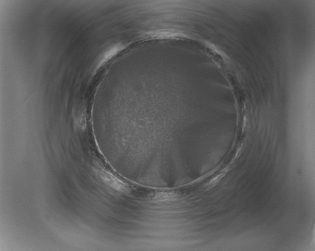 X0000081561306200701221016