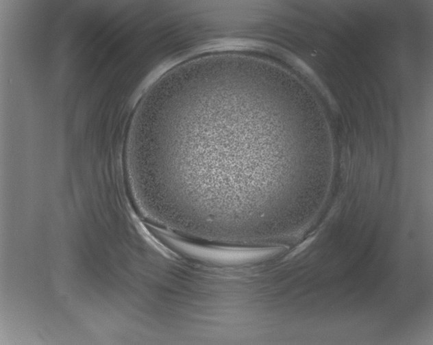 X0000081561417200701221015