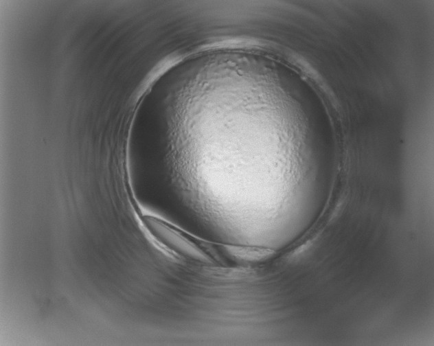 X0000081561425200701221015
