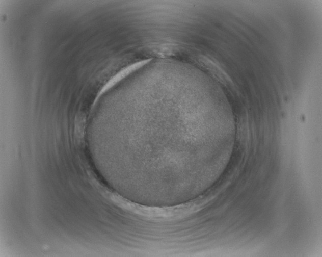 X0000081560030200701291201