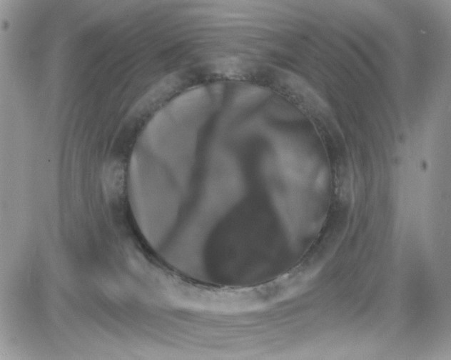 X0000081560036200701291201