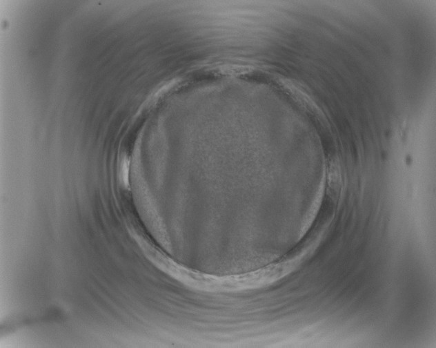 X0000081560046200701291201