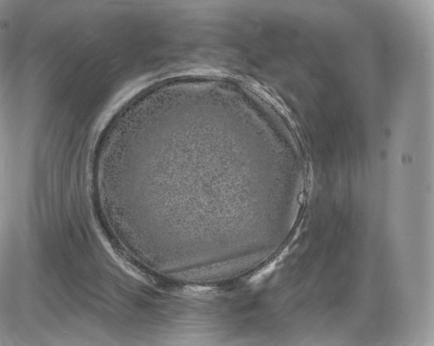 X0000081560055200701291200