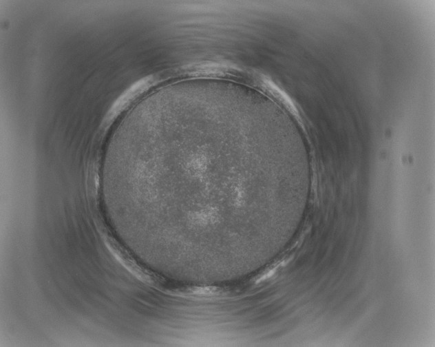 X0000081560059200701291200